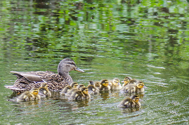 istock Mother duck and ducklings (5) 495054597