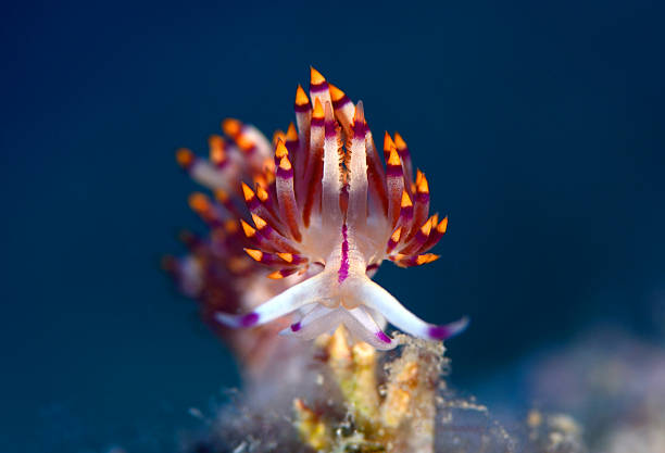 Flabellina affinis, underwater shot. 