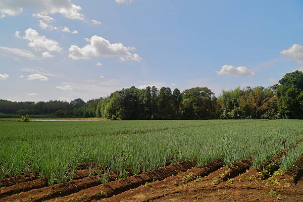 Field of green onion.