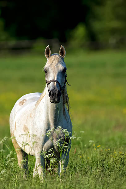 istock Horse in a clearing 495054935