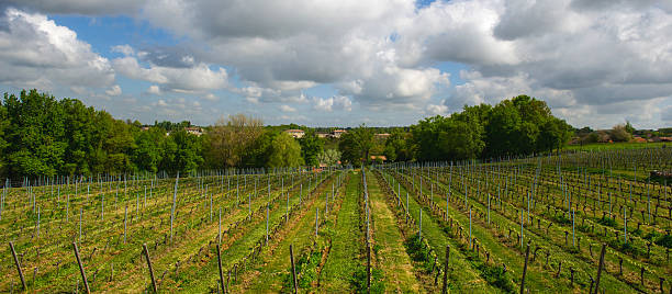 istock Vineyards in the sunshine 495055079