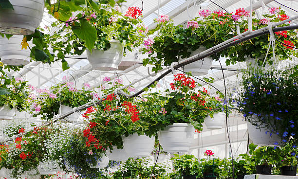 istock Hanging summer plants in greenhouse. 495055205