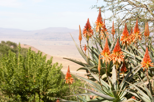 The fiery mountain aloe blossoms in winter in South Africa