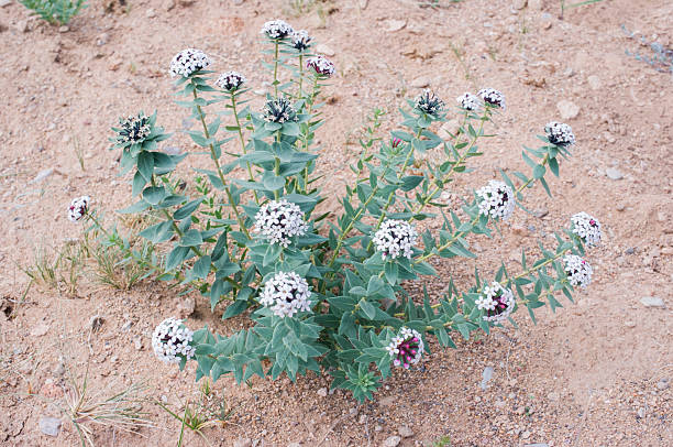 Fiore di Stellera chamaejasme - foto stock