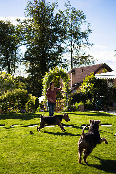 istock happy woman playing with dogs 495055759