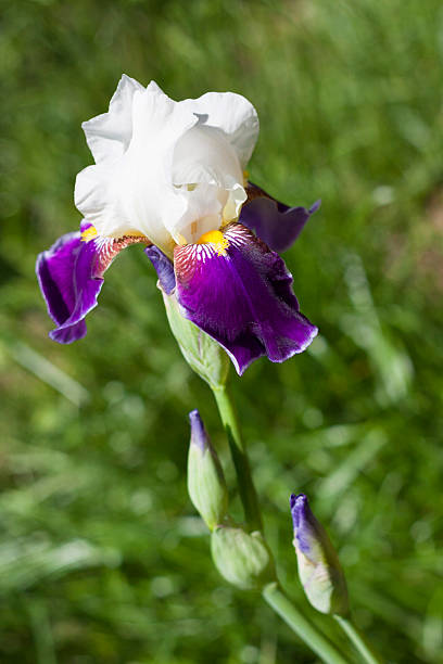istock Violet and white iris flower closeup 495056279