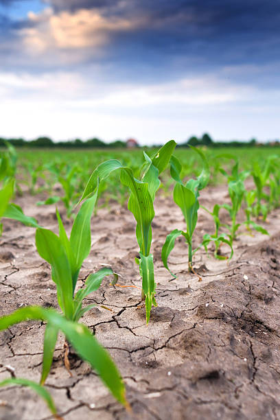 istock Young green corn in agricultural field 495056315