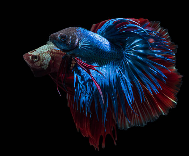 istock beautiful siamese fighting fish on black 495056522
