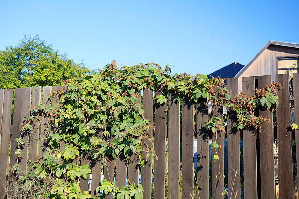 Humulus on the wooden fence, in good weather