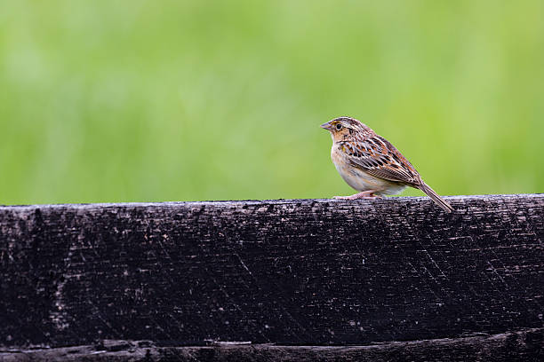 A tiny sparrow clings to a metal fence, caught between freedom and barriers. The blurred background enhances the sense of depth and focus on the delicate bird