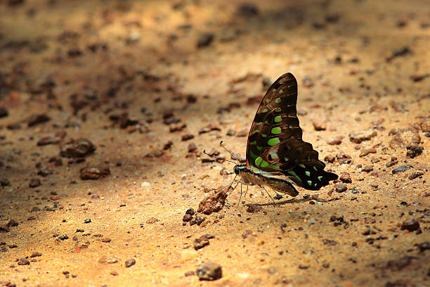 istock Beautiful butterfly in  Pang Sida national park. 495056677