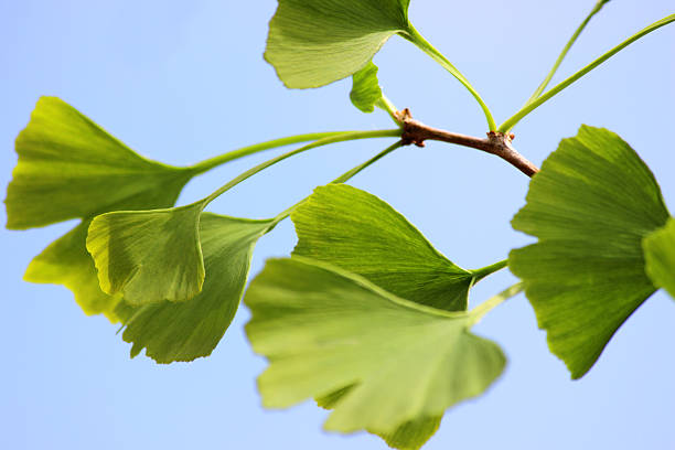 en forme de cœur au ginkgo biloba vert feuilles d'arbre, maidenhair salon/fossile - ginkgo ginkgo tree leaf nutritional supplement photos et images de collection