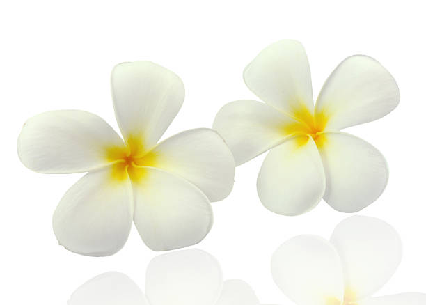 istock Tropical flowers frangipani (plumeria) isolated on white backgro 495057459