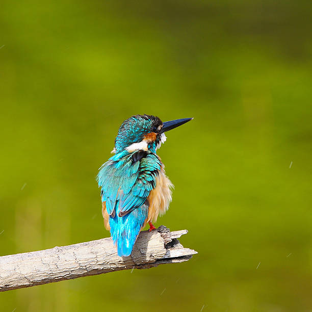 istock Bird Common Kingfisher on a branch 495057679