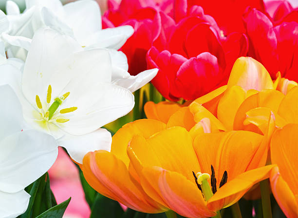 multicolored zbliżenie tulipany na wiosnę park. - parade tulip zdjęcia i obrazy z banku zdjęć