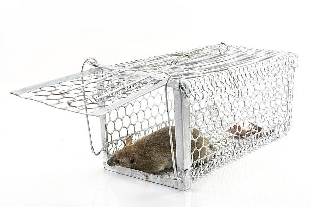 istock rat in the cage trap in white background 495059811