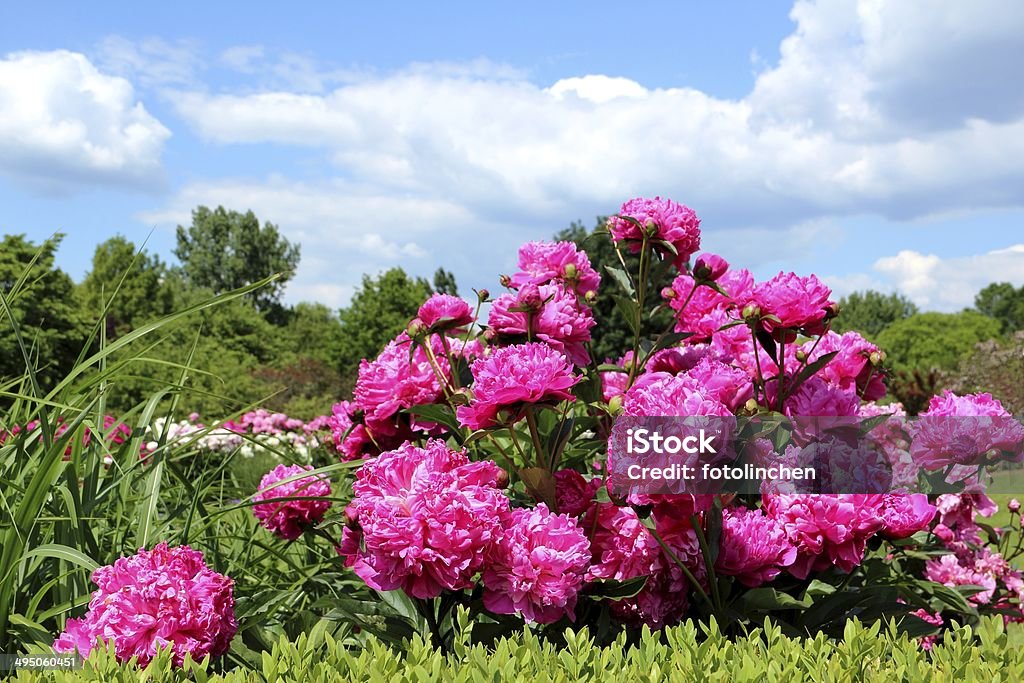 Pfingstrosen - Lizenzfrei Blume Stock-Foto