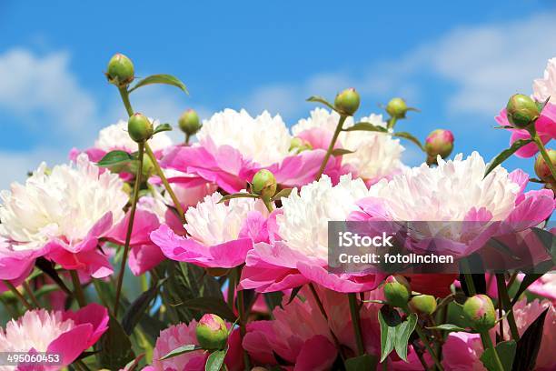 Pfingstrosen Stockfoto und mehr Bilder von Blume - Blume, Blüte, Fotografie