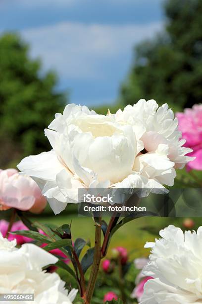 Pfingstrosen Stockfoto und mehr Bilder von Frühling - Frühling, Hausgarten, Pfingstrose