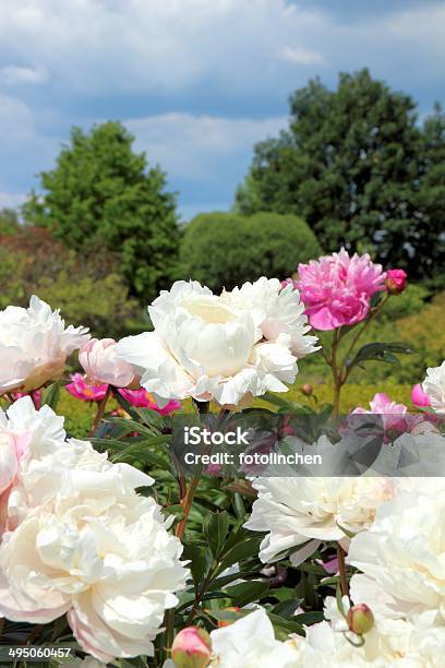 Pfingstrosen Stockfoto und mehr Bilder von Blume - Blume, Blüte, Fotografie