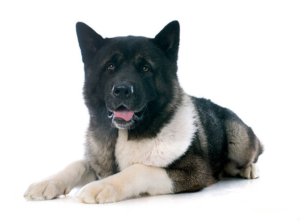 istock american akita 495060811