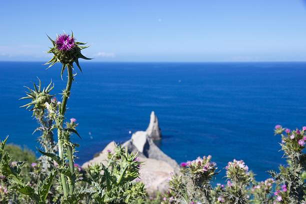 Focus on a thistle flower, with rocky formations and the ocean beyond. New Zealand.