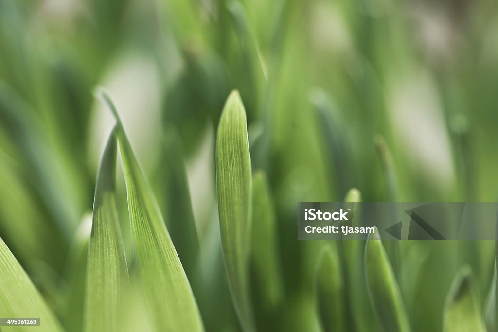 Ростки пшеницы - Стоковые фото Абстрактный роялти-фри