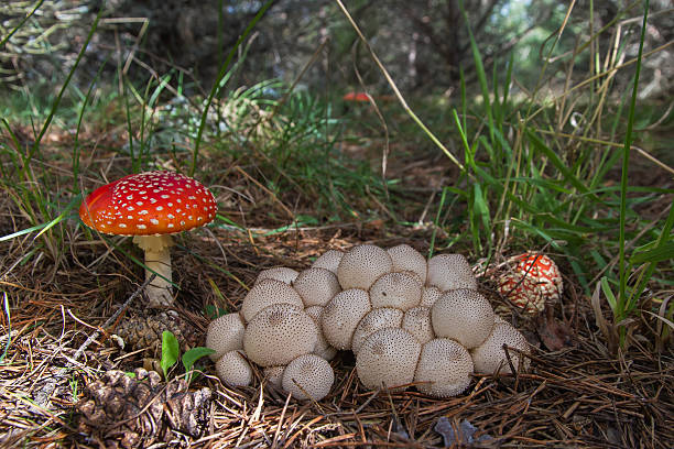 식용 및 유독 버섯 함께 파인우드 - 일반 퍼프볼 뉴스 사진 이미지