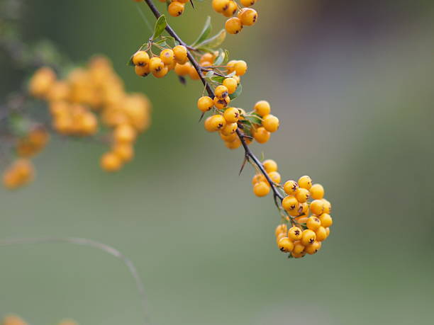istock Yellow berries on a branch 495065188