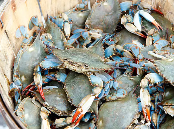 Color DSLR image of a bushel of fresh, live blue claw crabs (callinectes sapidus); horizontal
