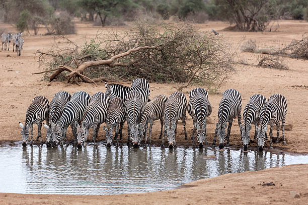 istock Zebras drinking by water hole, Amboseli, Kenya. 495066438