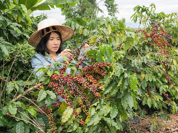 istock women picking coffe seed in the farmland 495066918