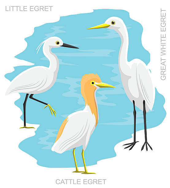 Bird Egret Set Cartoon Vector Illustration Animal Characters EPS10 File Format bubulcus ibis stock illustrations