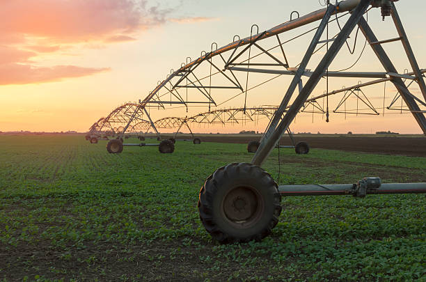 istock Modern irrigation system on a farm field at sunset. 495067810