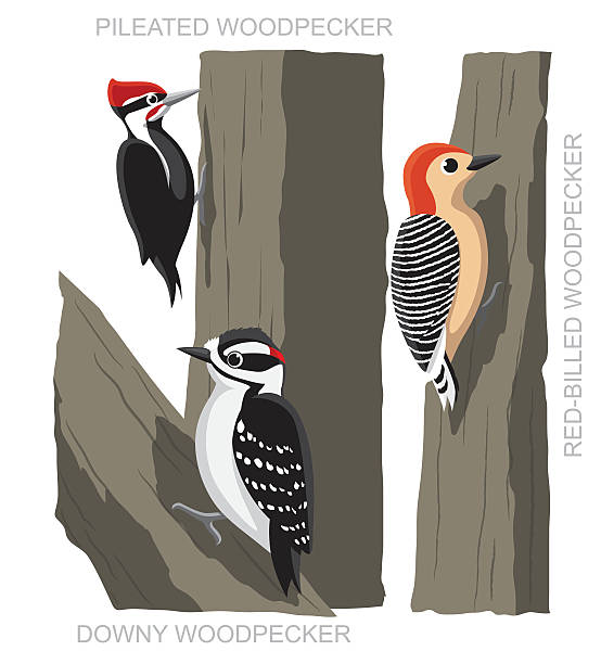 ptak dzięcioł zestaw kreskówka ilustracja wektorowa - pileated woodpecker animal beak bird stock illustrations