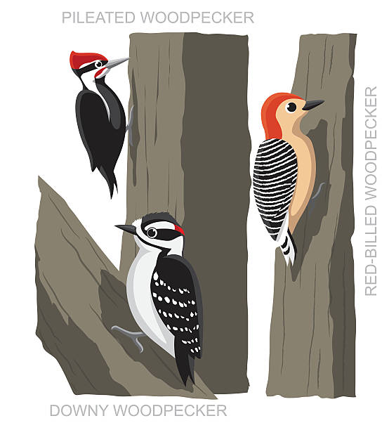 ilustrações, clipart, desenhos animados e ícones de pica-pau-conjunto de aves dos desenhos animados vetor ilustração - pileated woodpecker animal beak bird