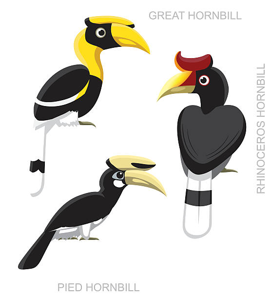 bird nashornvogel cartoon-vektor-illustration-set - nashornvogel stock-grafiken, -clipart, -cartoons und -symbole