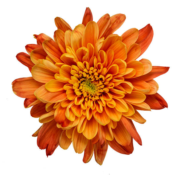 orange chrysantheme isoliert - chrysantheme stock-fotos und bilder