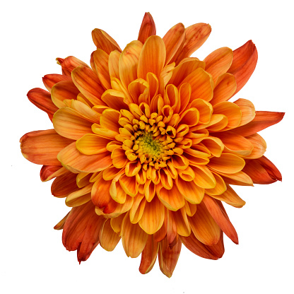 Beautiful orange chrysanthemum flower isolated on white background