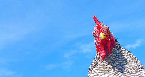 A funny barred rock chicken peers into the right third of the frame. 