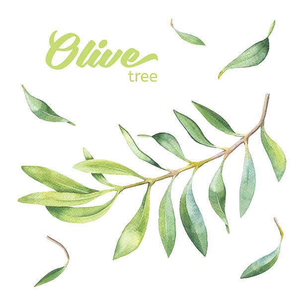 zielony watercolor olive branch - olive green illustration and painting backgrounds watercolor painting stock illustrations