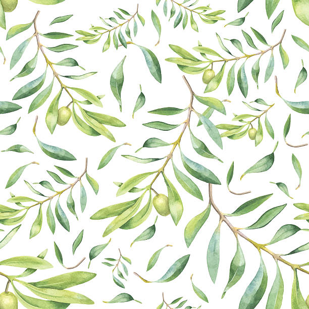 グリーンの水彩オリーヴブランチ - olive tree illustrations点のイラスト素材／クリップアート素材／マンガ素材／アイコン素材
