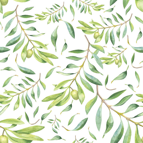 zielony watercolor olive branch - olive green illustration and painting backgrounds watercolor painting stock illustrations