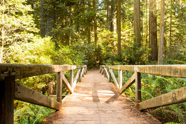 istock Wood Bridge to a Green Forest 495078286