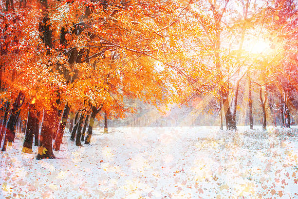 istock Sunlight through the trees in the first days of winter 495080286
