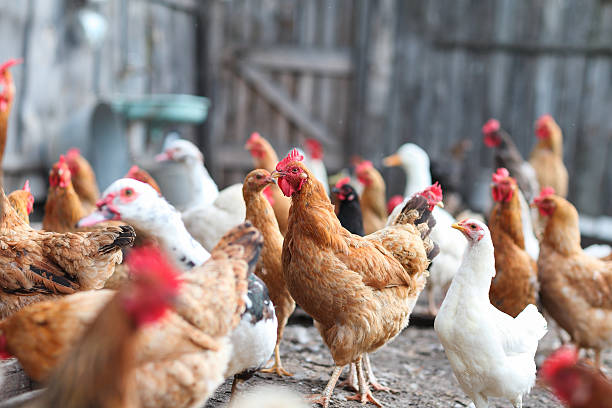 istock geese and chicken on the farm 495080764