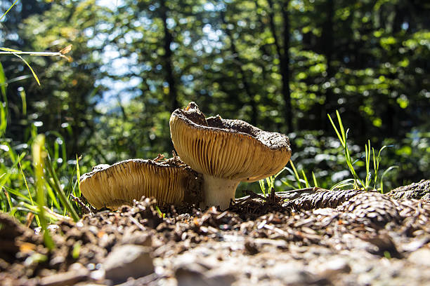 champignons forestiers - cepe fungus forest dining photos et images de collection