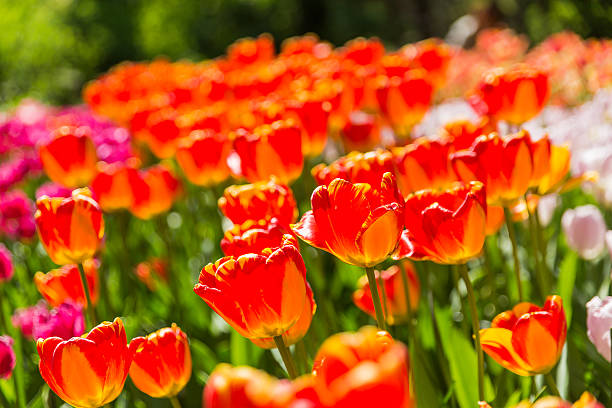 istock Natural background with different kinds of tulips. 495082324