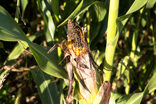 Half-rotten ear of corn growing in the sun.