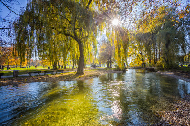 autumn scene en eisbach creek en el jardín inglés, munich, alemania - englischer garten fotografías e imágenes de stock